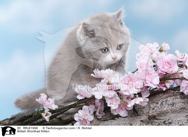 Britisch Kurzhaar Ktzchen / British Shorthair Kitten / RR-81998