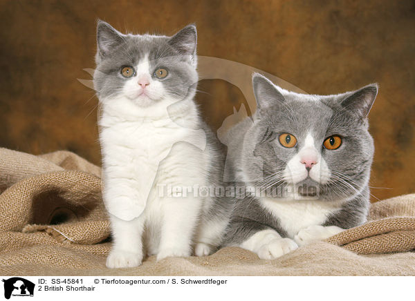 2 Britisch Kurzhaar / 2 British Shorthair / SS-45841