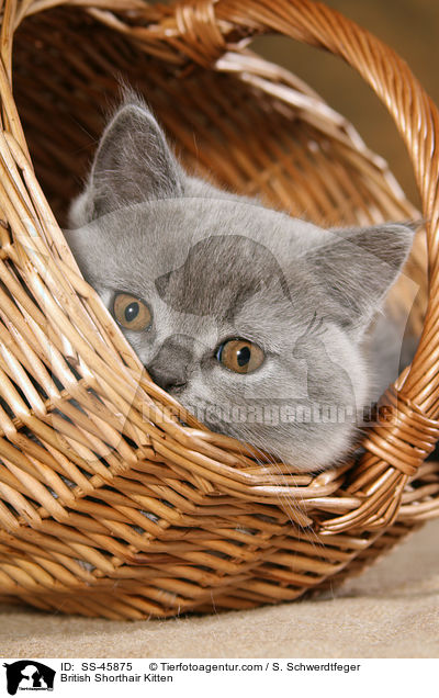 Britisch Kurzhaar Ktzchen / British Shorthair Kitten / SS-45875