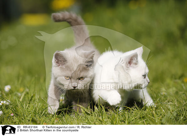 2 Britisch Kurzhaar Ktzchen im Grnen / 2 British Shorthair Kitten in the countryside / RR-83184