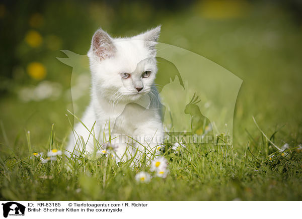 Britisch Kurzhaar Ktzchen im Grnen / British Shorthair Kitten in the countryside / RR-83185