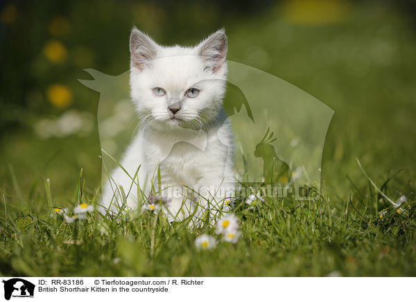 Britisch Kurzhaar Ktzchen im Grnen / British Shorthair Kitten in the countryside / RR-83186
