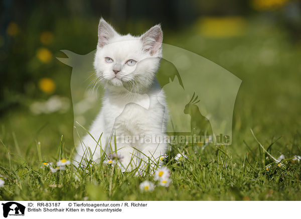 Britisch Kurzhaar Ktzchen im Grnen / British Shorthair Kitten in the countryside / RR-83187