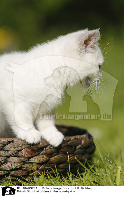 Britisch Kurzhaar Ktzchen im Grnen / British Shorthair Kitten in the countryside / RR-83201