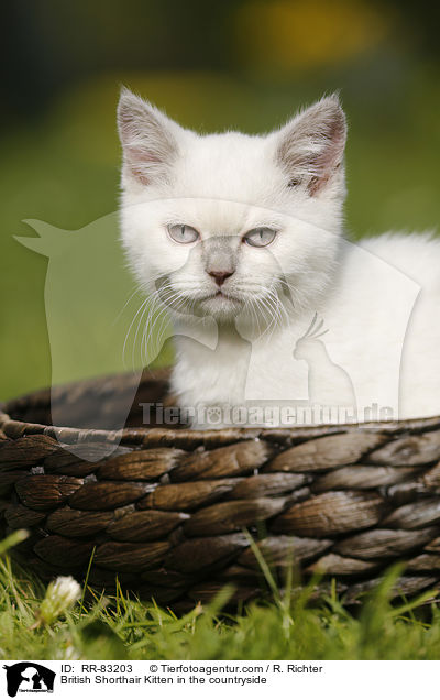 Britisch Kurzhaar Ktzchen im Grnen / British Shorthair Kitten in the countryside / RR-83203