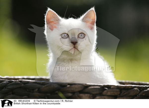 Britisch Kurzhaar Ktzchen im Grnen / British Shorthair Kitten in the countryside / RR-83209