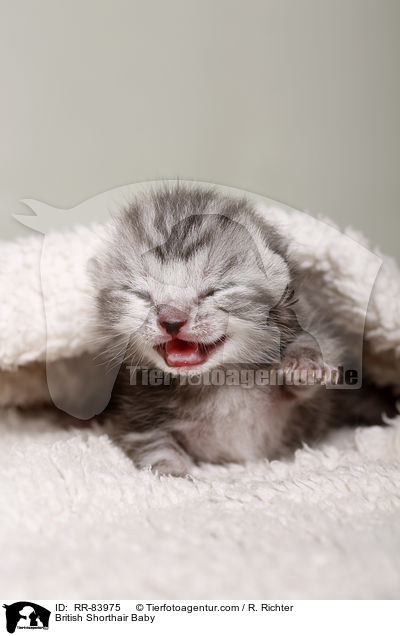 Britisch Kurzhaar Baby / British Shorthair Baby / RR-83975