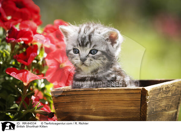 Britisch Kurzhaar Ktzchen / British Shorthair Kitten / RR-84534
