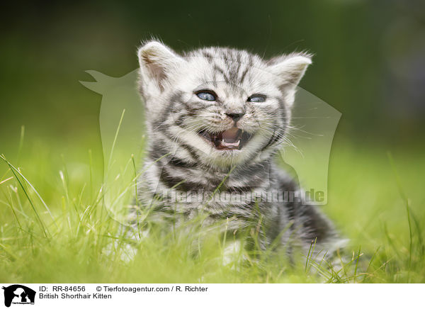 Britisch Kurzhaar Ktzchen / British Shorthair Kitten / RR-84656