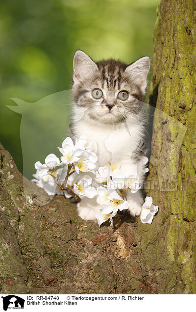 Britisch Kurzhaar Ktzchen / British Shorthair Kitten / RR-84748