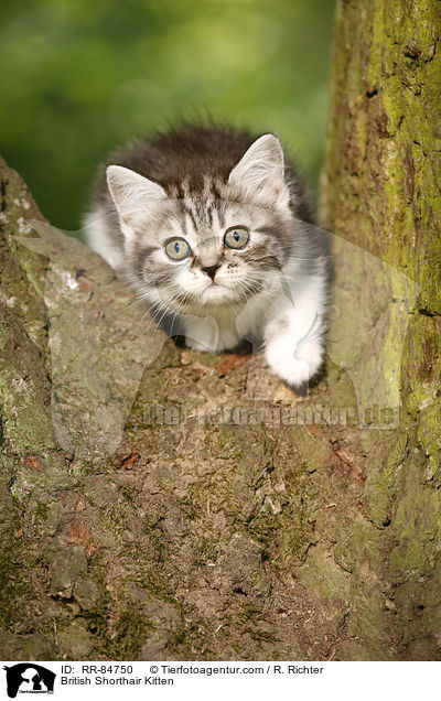 Britisch Kurzhaar Ktzchen / British Shorthair Kitten / RR-84750