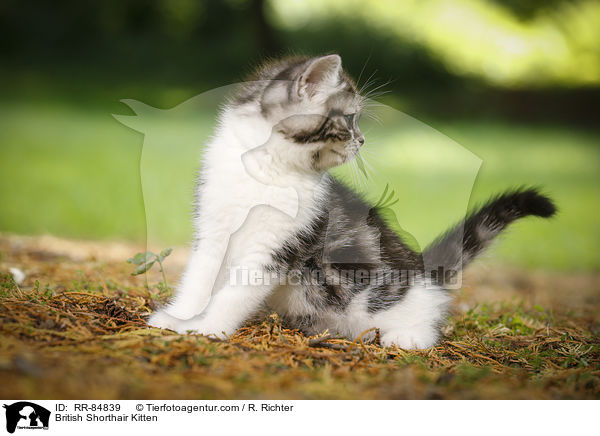 Britisch Kurzhaar Ktzchen / British Shorthair Kitten / RR-84839