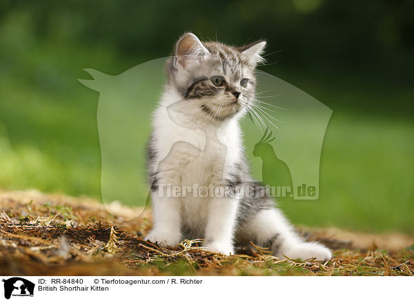 Britisch Kurzhaar Ktzchen / British Shorthair Kitten / RR-84840
