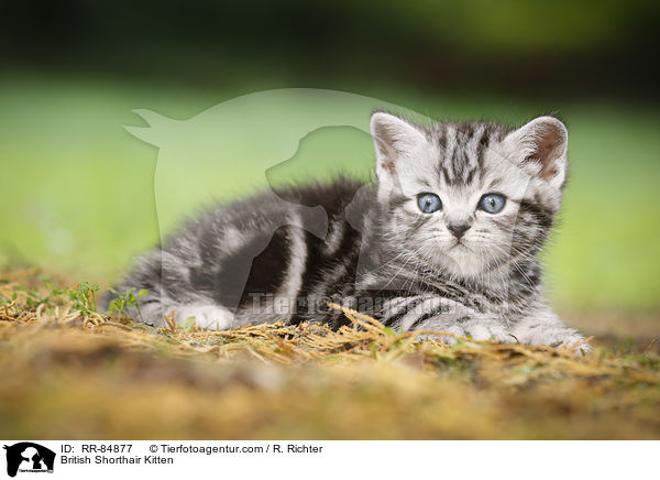 Britisch Kurzhaar Ktzchen / British Shorthair Kitten / RR-84877