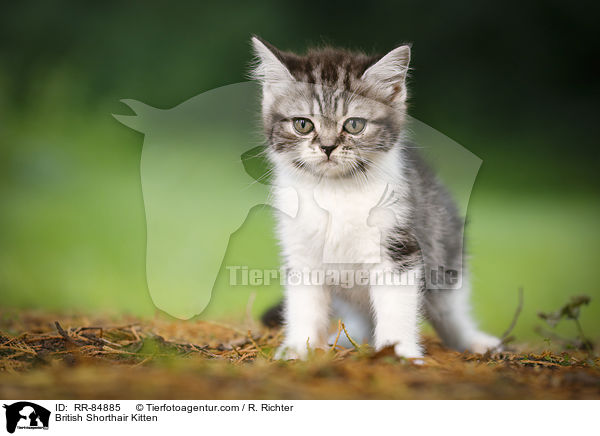 Britisch Kurzhaar Ktzchen / British Shorthair Kitten / RR-84885