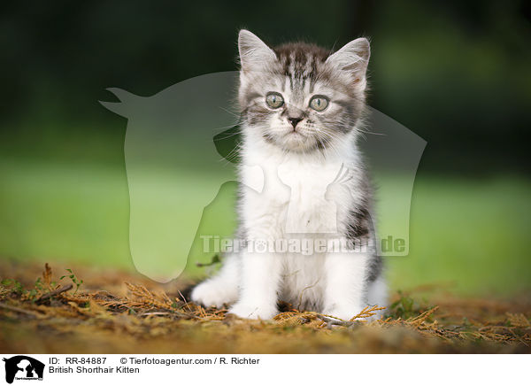 Britisch Kurzhaar Ktzchen / British Shorthair Kitten / RR-84887