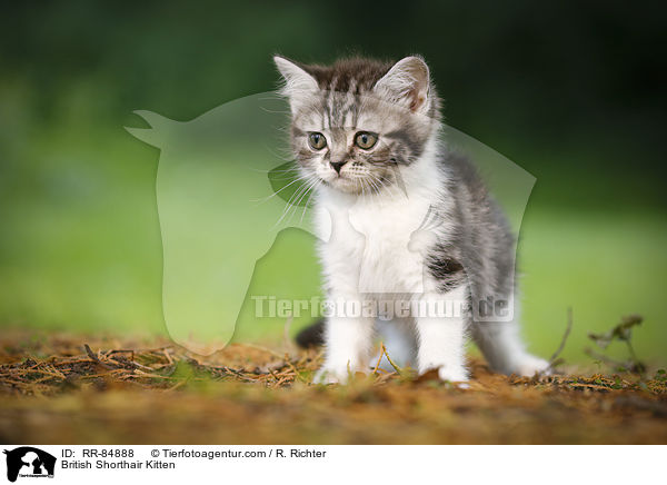 Britisch Kurzhaar Ktzchen / British Shorthair Kitten / RR-84888