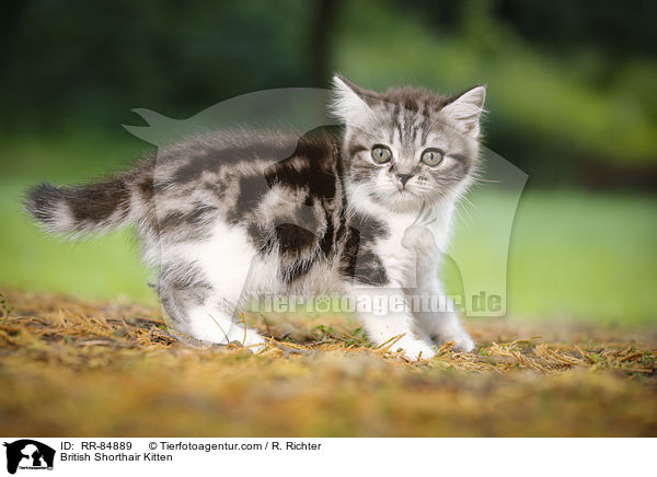 Britisch Kurzhaar Ktzchen / British Shorthair Kitten / RR-84889