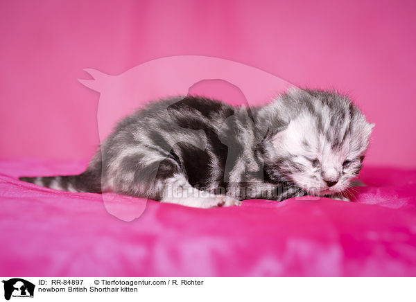 neugeborenes Britisch Kurzhaar Ktzchen / newborn British Shorthair kitten / RR-84897