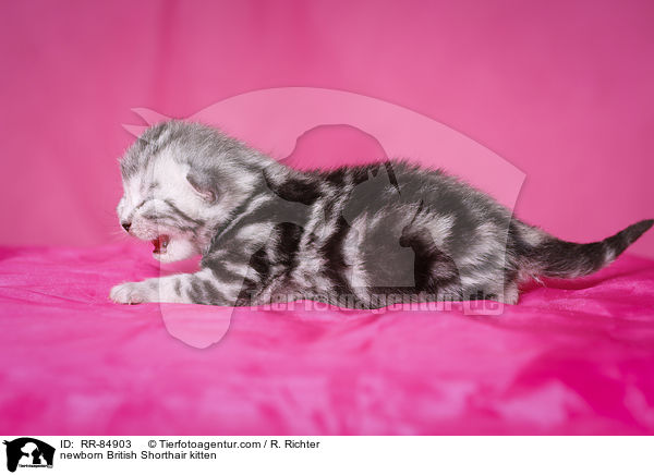neugeborenes Britisch Kurzhaar Ktzchen / newborn British Shorthair kitten / RR-84903