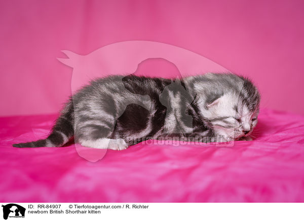 neugeborenes Britisch Kurzhaar Ktzchen / newborn British Shorthair kitten / RR-84907