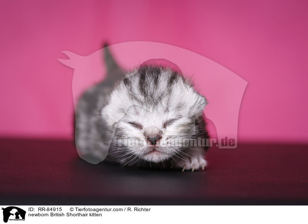 neugeborenes Britisch Kurzhaar Ktzchen / newborn British Shorthair kitten / RR-84915