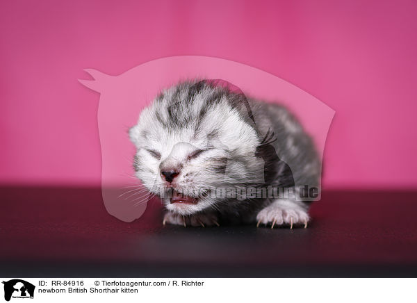 neugeborenes Britisch Kurzhaar Ktzchen / newborn British Shorthair kitten / RR-84916