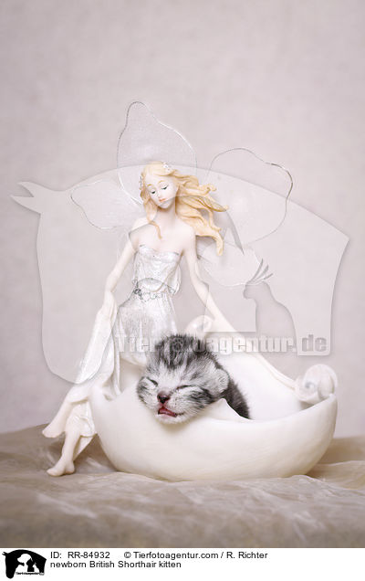 neugeborenes Britisch Kurzhaar Ktzchen / newborn British Shorthair kitten / RR-84932