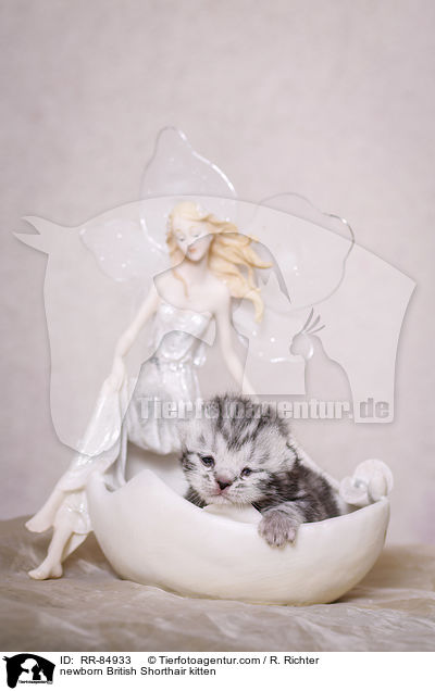 neugeborenes Britisch Kurzhaar Ktzchen / newborn British Shorthair kitten / RR-84933