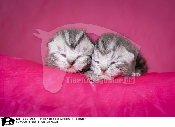 neugeborene Britisch Kurzhaar Ktzchen / newborn British Shorthair kitten / RR-84951