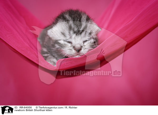 neugeborenes Britisch Kurzhaar Ktzchen / newborn British Shorthair kitten / RR-84956