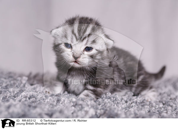 junges Britisch Kurzhaar Ktzchen / young British Shorthair Kitten / RR-85312