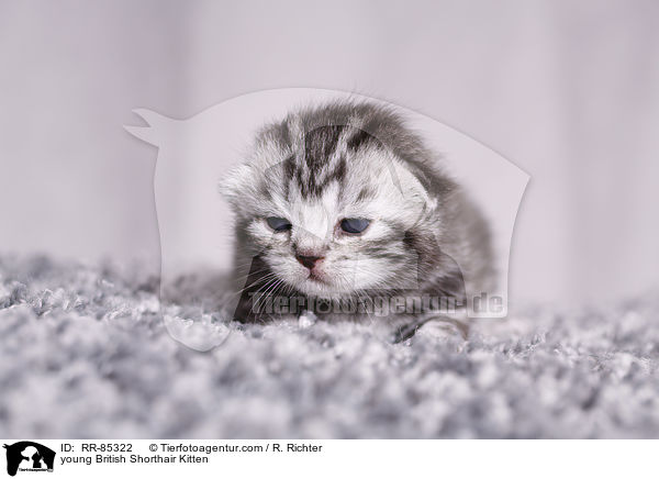 junges Britisch Kurzhaar Ktzchen / young British Shorthair Kitten / RR-85322