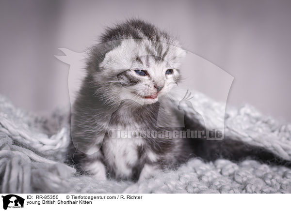junges Britisch Kurzhaar Ktzchen / young British Shorthair Kitten / RR-85350