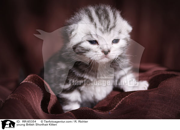 junges Britisch Kurzhaar Ktzchen / young British Shorthair Kitten / RR-85354