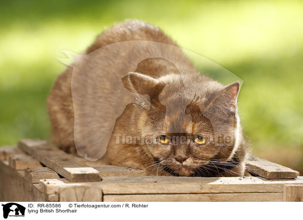 liegende Britisch Kurzhaar / lying British Shorthair / RR-85586
