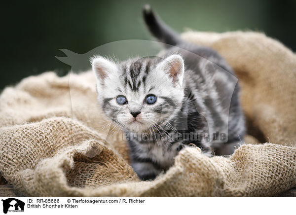 Britisch Kurzhaar Ktzchen / British Shorthair Kitten / RR-85666