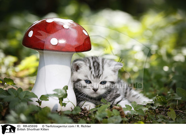 Britisch Kurzhaar Ktzchen / British Shorthair Kitten / RR-85699