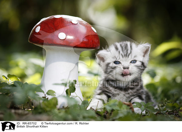 Britisch Kurzhaar Kätzchen / British Shorthair Kitten / RR-85702