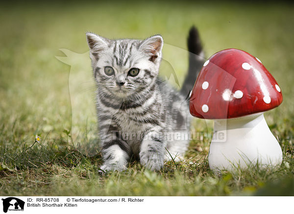 Britisch Kurzhaar Ktzchen / British Shorthair Kitten / RR-85708