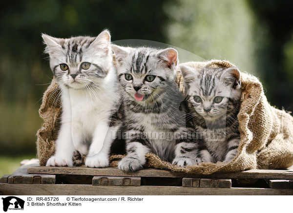 3 Britisch Kurzhaar Ktzchen / 3 British Shorthair Kitten / RR-85726