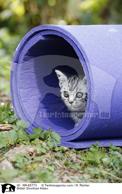 Britisch Kurzhaar Ktzchen / British Shorthair Kitten / RR-85773