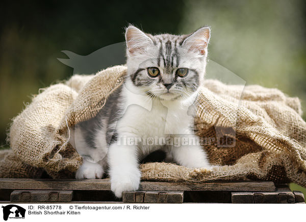 Britisch Kurzhaar Ktzchen / British Shorthair Kitten / RR-85778