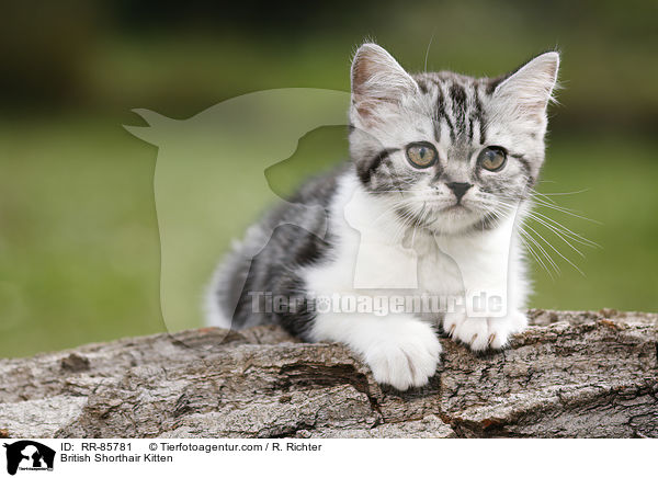 Britisch Kurzhaar Ktzchen / British Shorthair Kitten / RR-85781