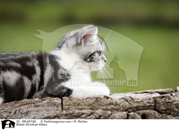 Britisch Kurzhaar Ktzchen / British Shorthair Kitten / RR-85786
