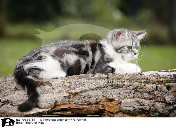 Britisch Kurzhaar Ktzchen / British Shorthair Kitten / RR-85787