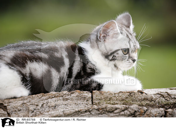 Britisch Kurzhaar Ktzchen / British Shorthair Kitten / RR-85788