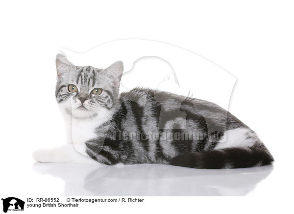 junge Britisch Kurzhaar / young British Shorthair / RR-86552