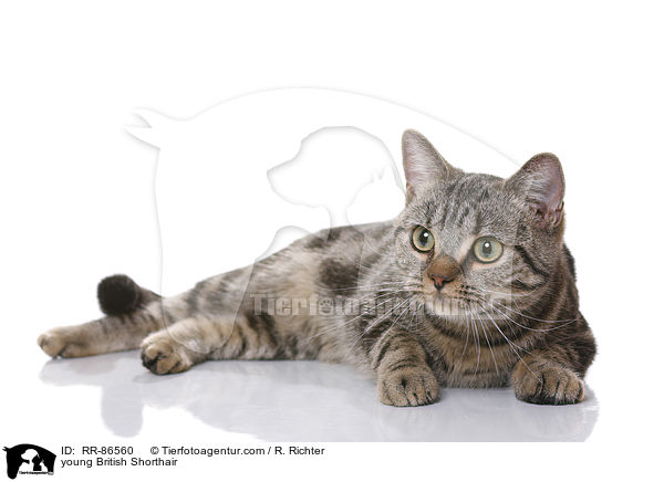 junge Britisch Kurzhaar / young British Shorthair / RR-86560