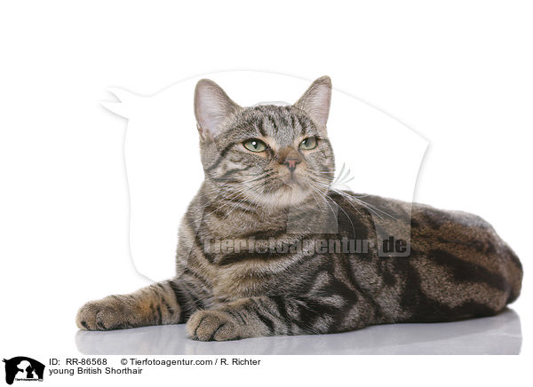 junge Britisch Kurzhaar / young British Shorthair / RR-86568